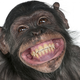 Illustration for article titled Proven: The More Poop a Chimp Throws, the Smarter it Is